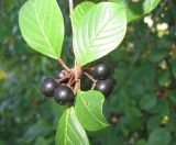 Frangula alnus