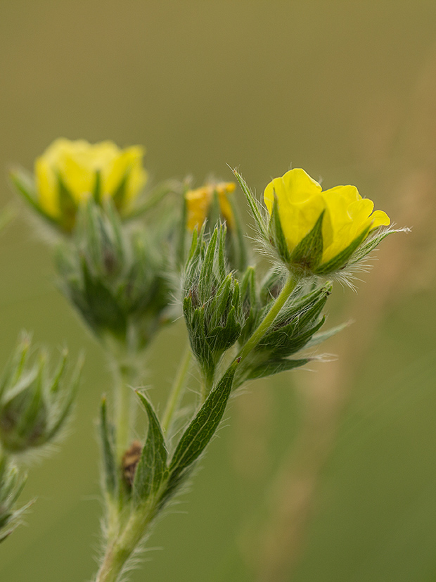 Image of Potentilla recta specimen.