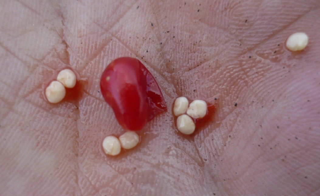 Image of Solanum kitagawae specimen.