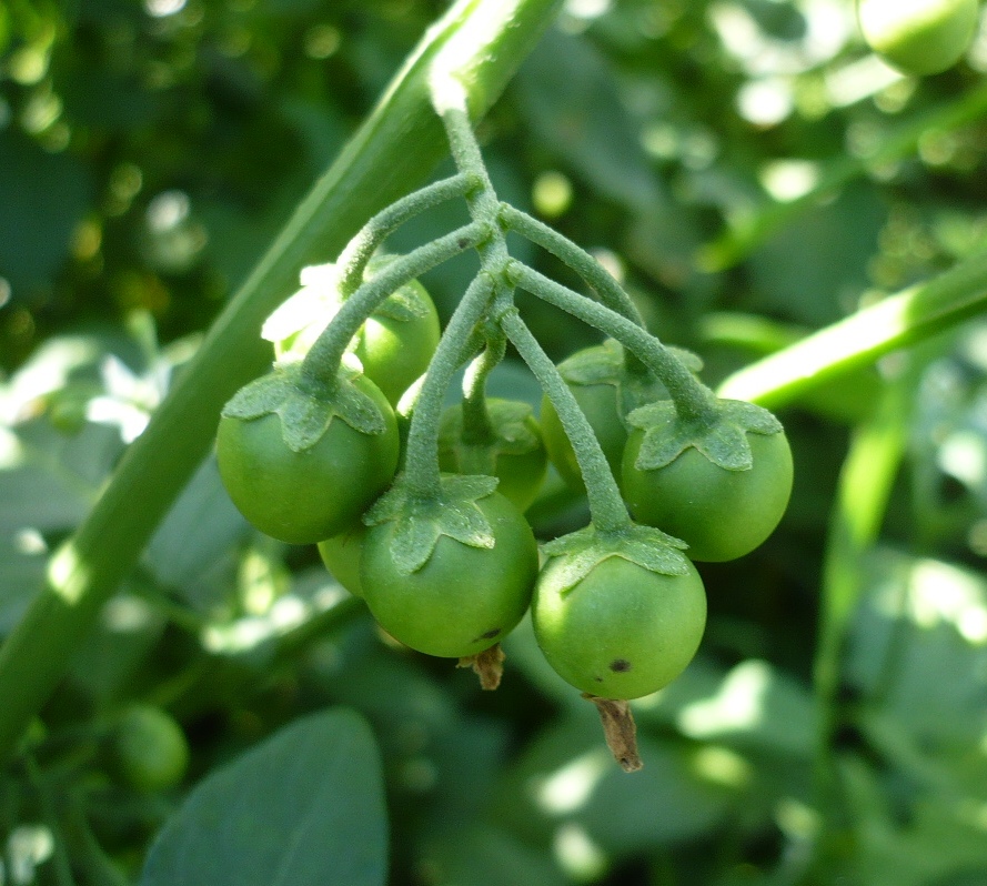 Image of Solanum nigrum specimen.