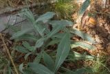 genus Hieracium. Листья в основании побега. Черногория, нац. парк Ловчен. 18.07.2014.