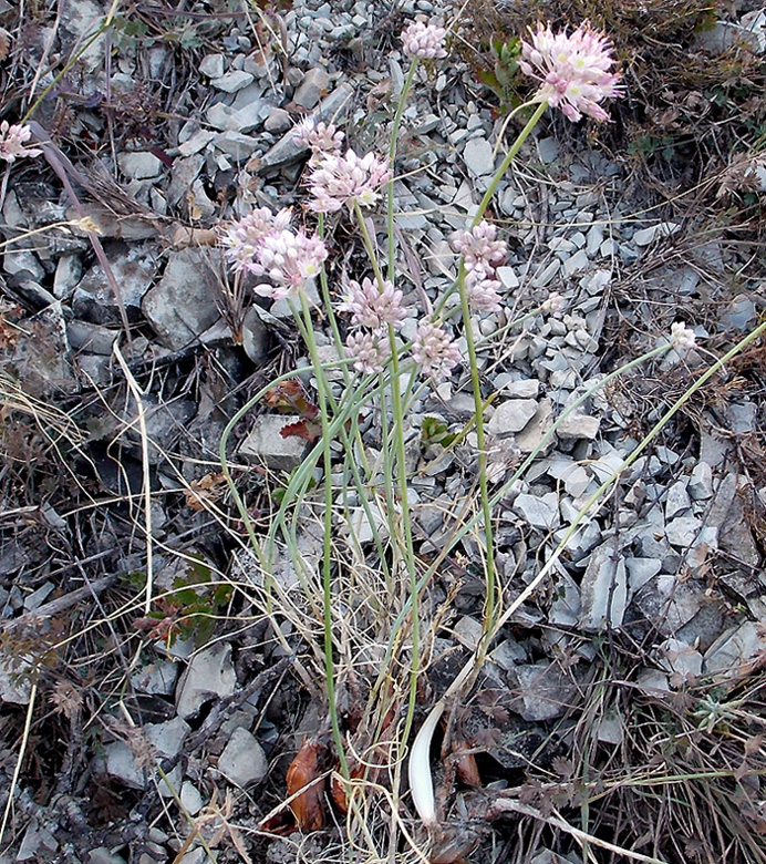 Image of Allium psebaicum specimen.