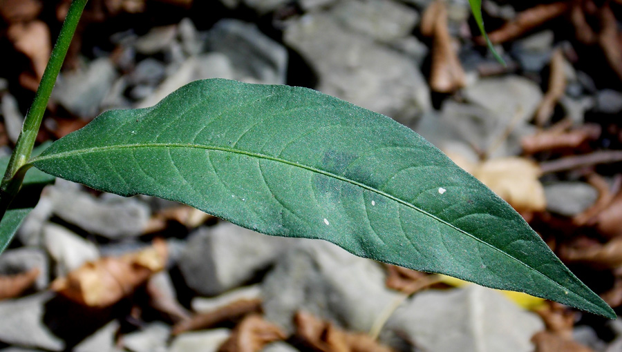 Image of Persicaria maculosa specimen.