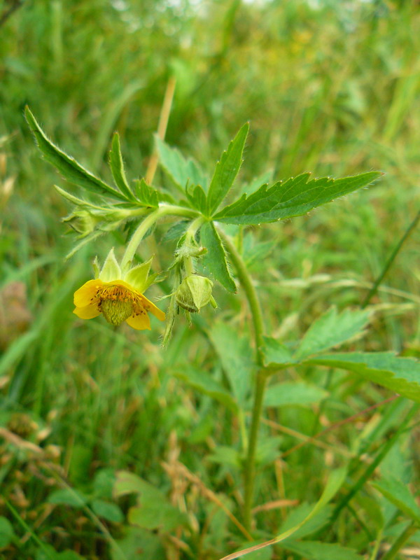 Изображение особи Geum aleppicum.