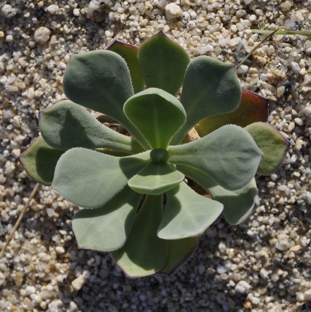 Image of Oberna fabaria specimen.