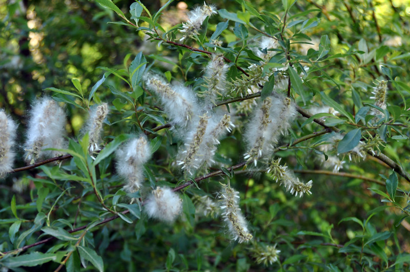 Image of Salix phylicifolia specimen.