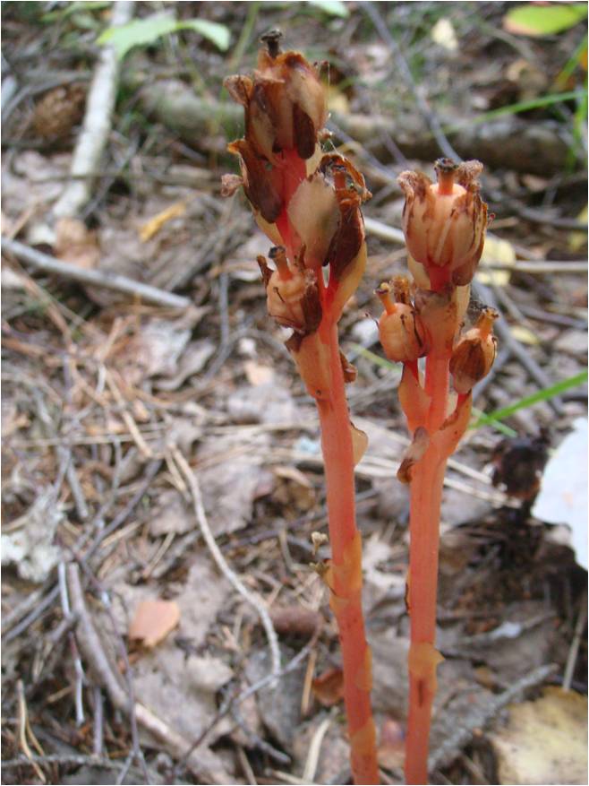 Image of Hypopitys monotropa specimen.