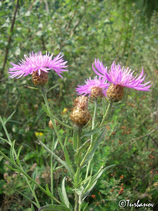 Image of Centaurea jacea ssp. substituta specimen.