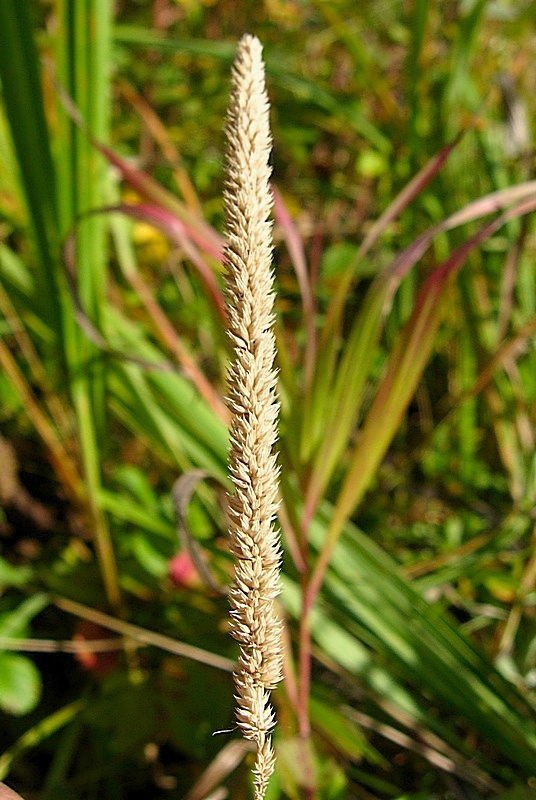 Image of Phleum phleoides specimen.