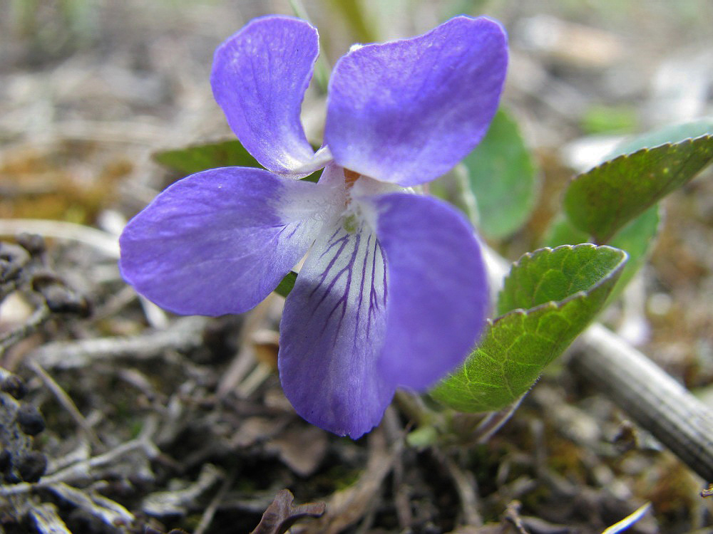 Image of Viola rupestris specimen.