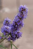 Vitex agnus-castus. Соцветие. Черногория, окр. пос. Каменово, горный склон у моря, обочина пешеходной дорожки. 06.10.2014.