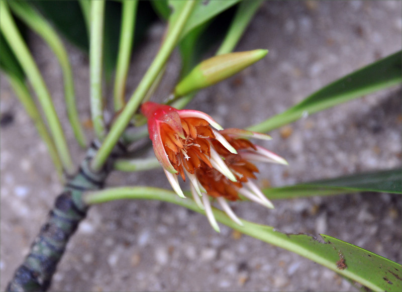 Image of Bruguiera gymnorhiza specimen.