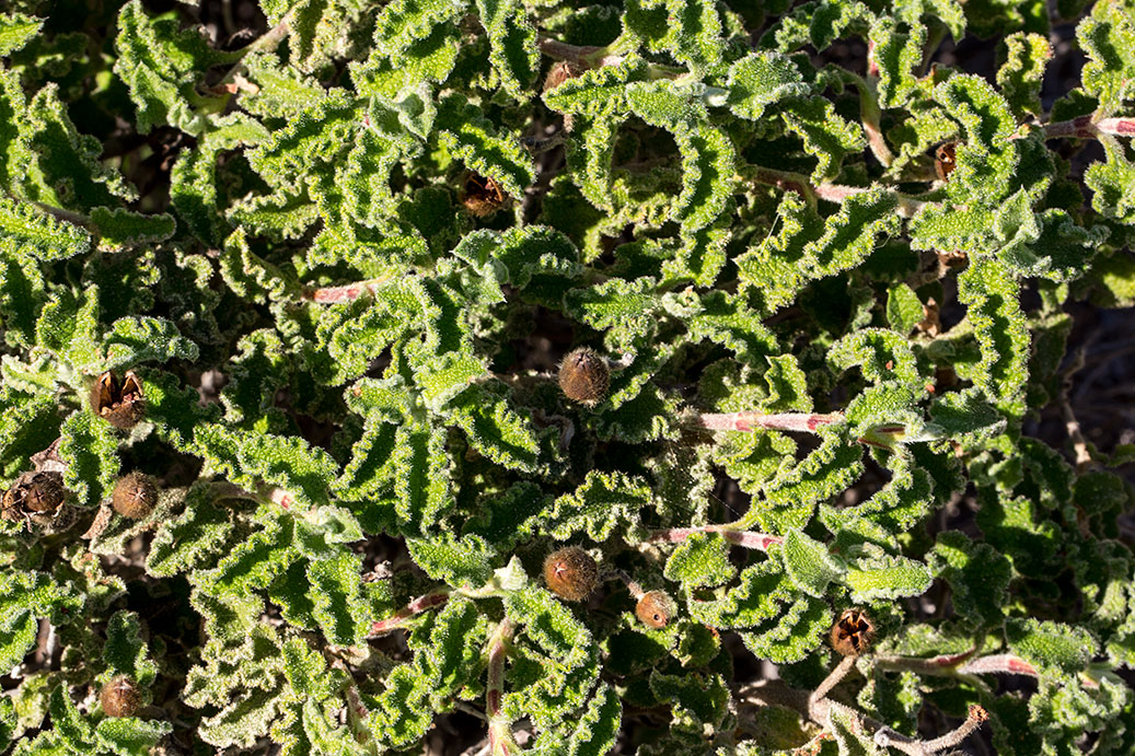 Image of Cistus creticus specimen.