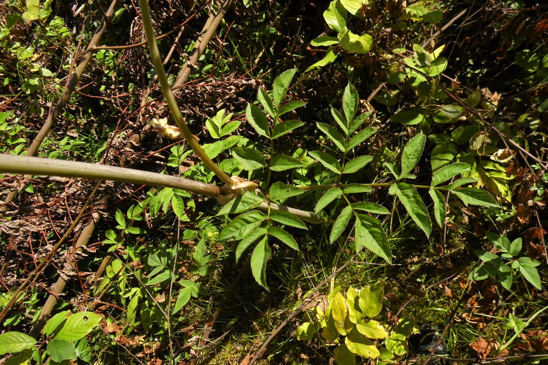 Image of Angelica sylvestris specimen.