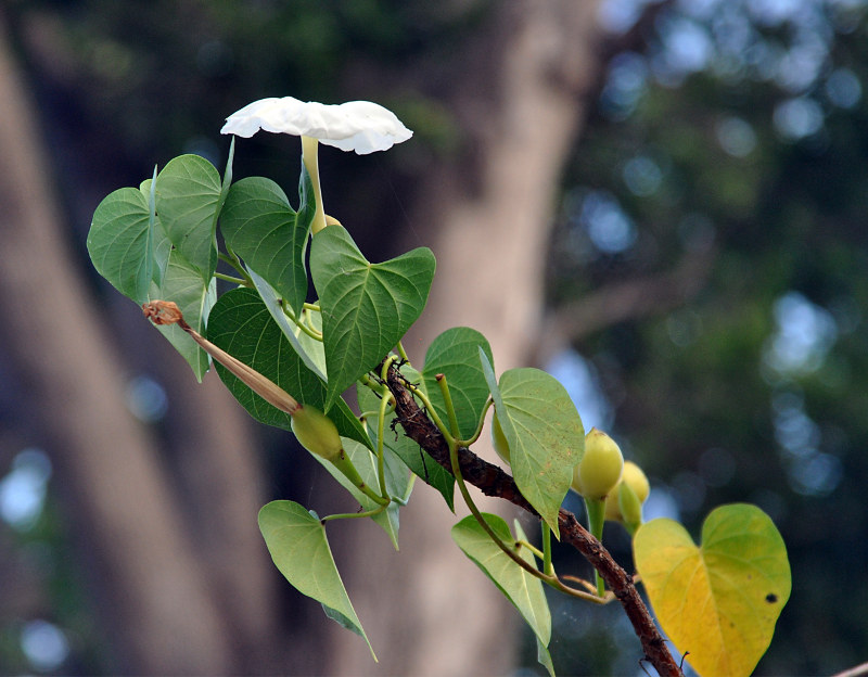 Image of Ipomoea violacea specimen.