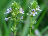 род Euphrasia