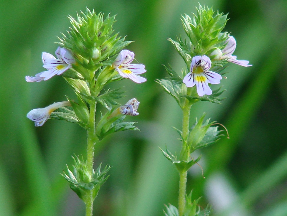 Изображение особи род Euphrasia.