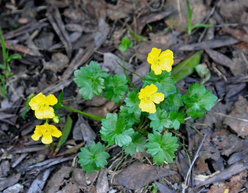 Image of Ranunculus brachylobus specimen.