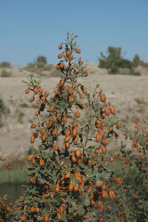 Image of Halimodendron halodendron specimen.