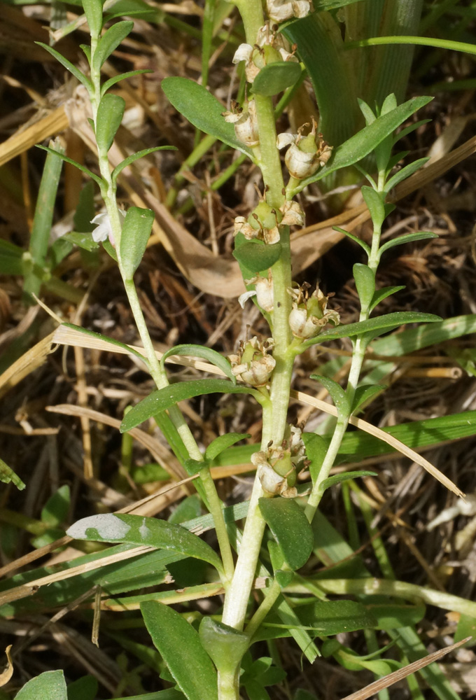 Image of Glaux maritima specimen.