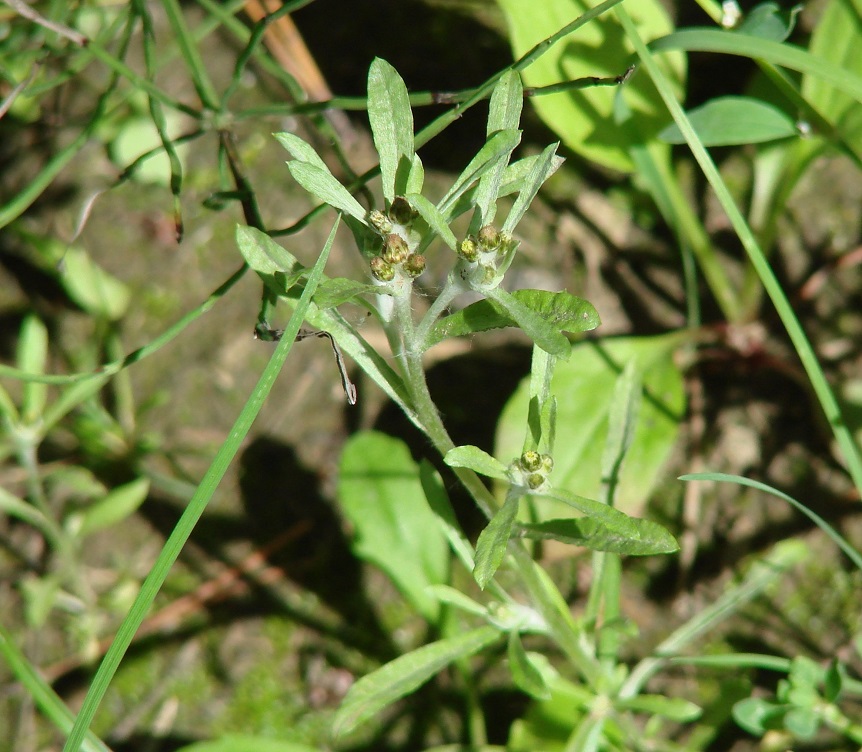 Image of Gnaphalium uliginosum specimen.