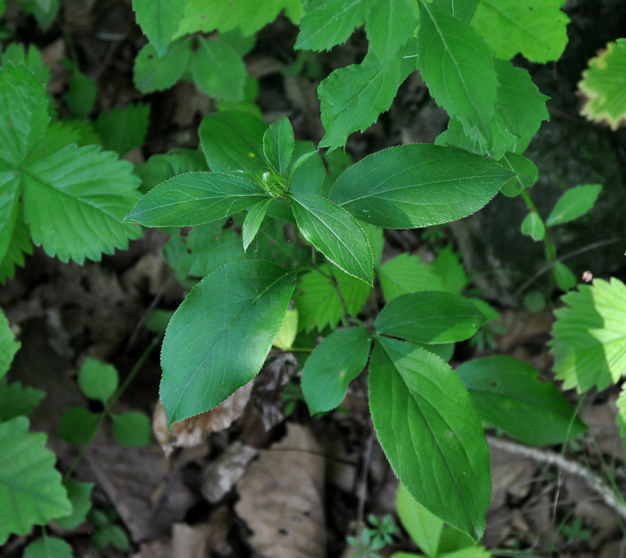 Image of Atractylodes ovata specimen.