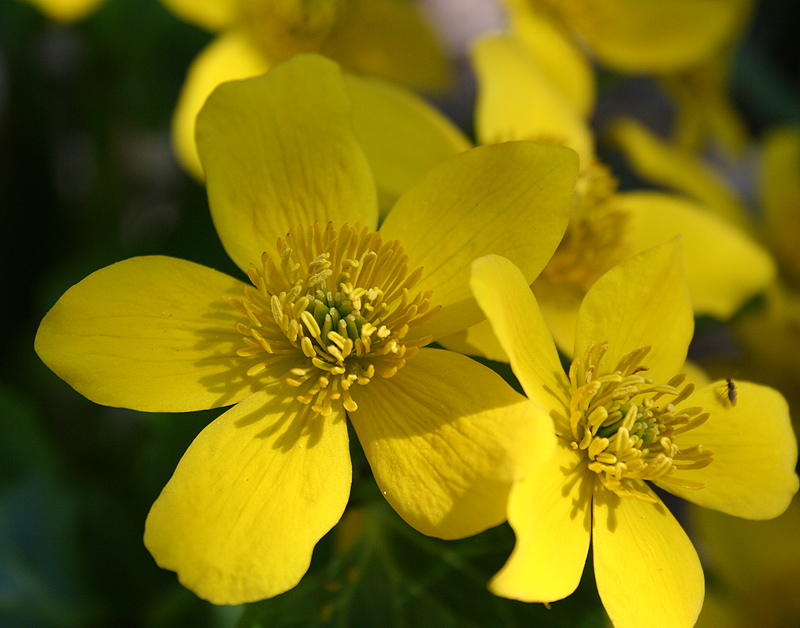 Image of Caltha palustris specimen.