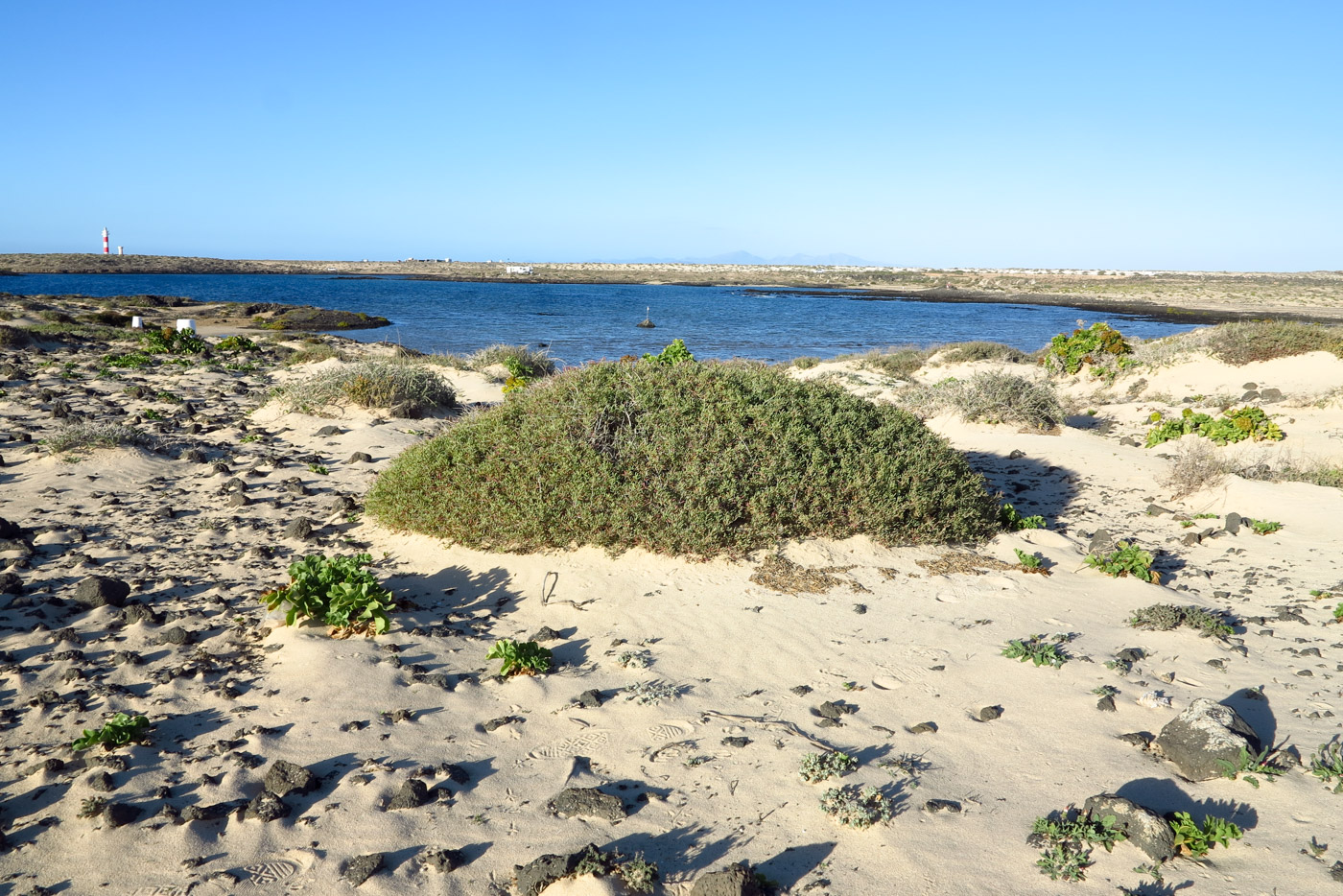 Image of Salsola divaricata specimen.