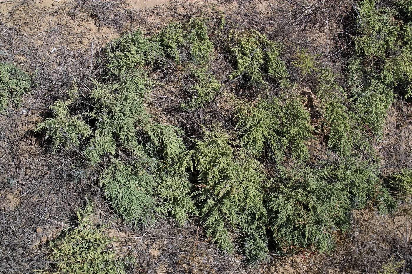 Изображение особи Salsola dendroides.