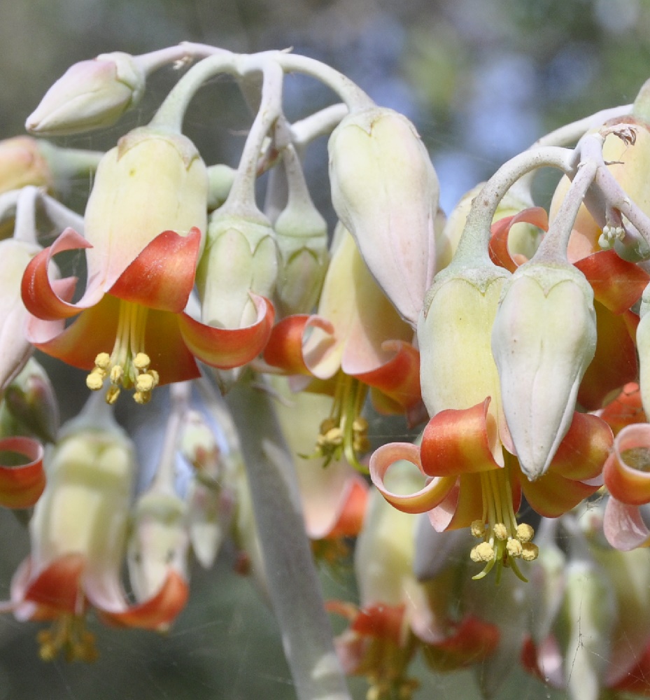 Image of Cotyledon orbiculata specimen.