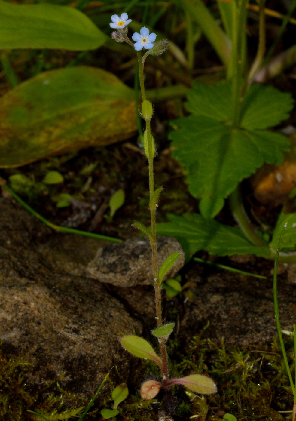 Image of Myosotis arvensis specimen.