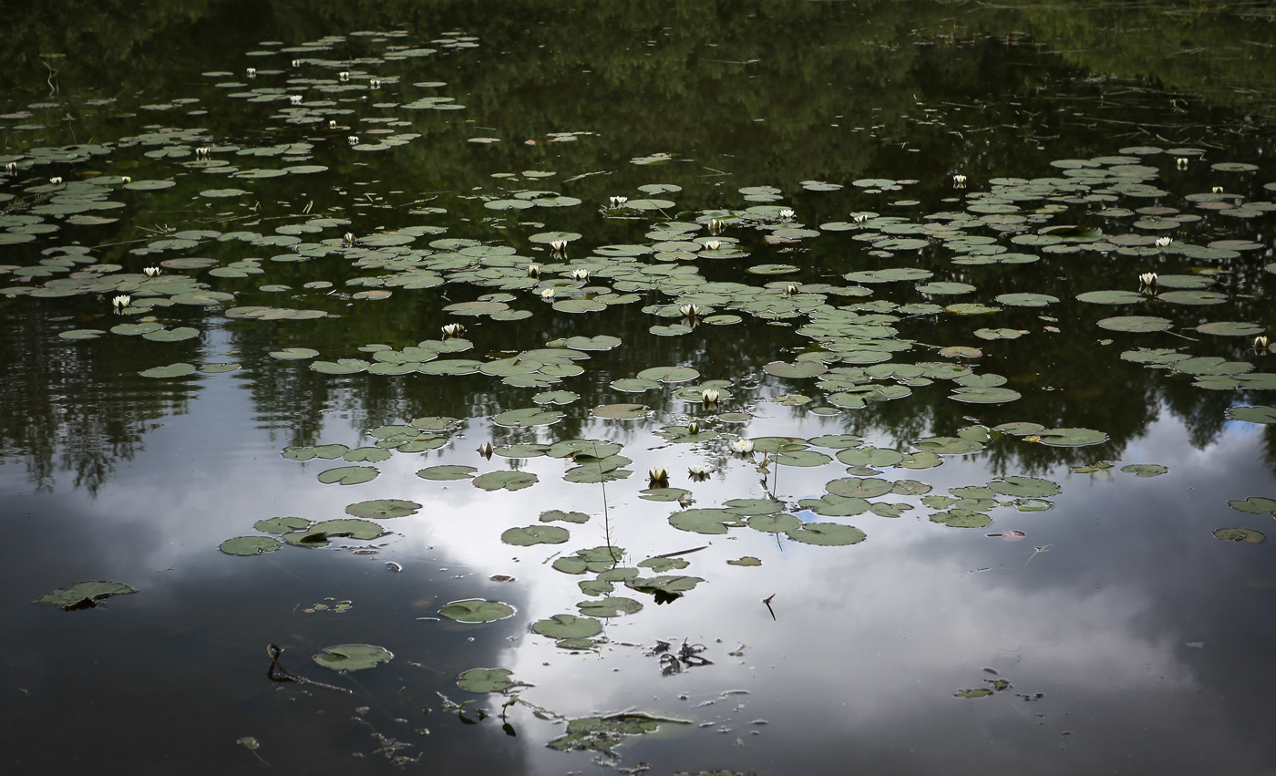 Image of Nymphaea candida specimen.