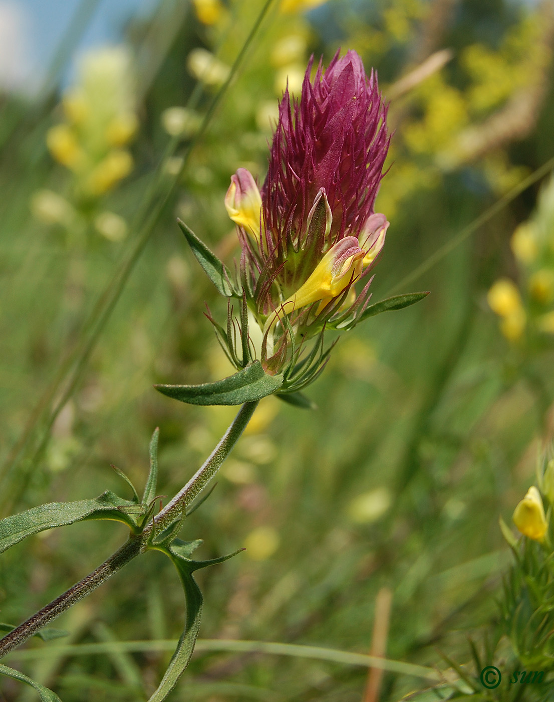 Image of Melampyrum argyrocomum specimen.