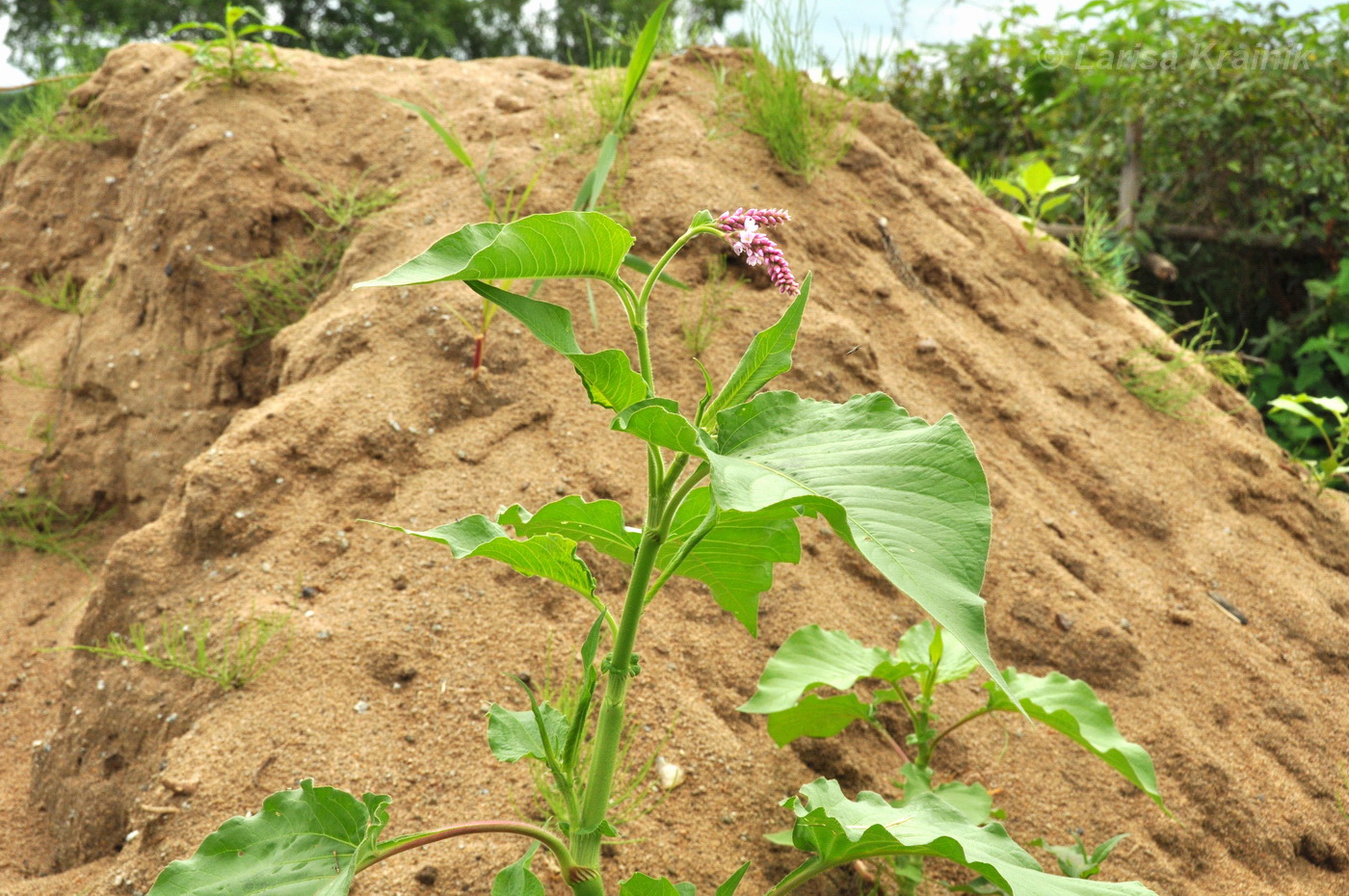 Image of genus Persicaria specimen.