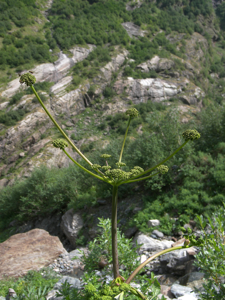 Image of Angelica purpurascens specimen.