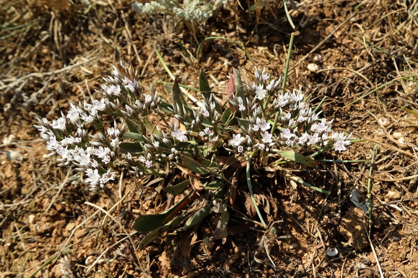 Image of Goniolimon orae-syvashicae specimen.