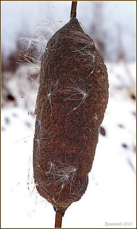 Изображение особи Typha laxmannii.