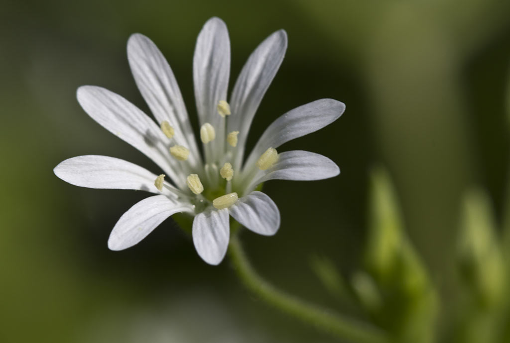 Изображение особи Stellaria nemorum.