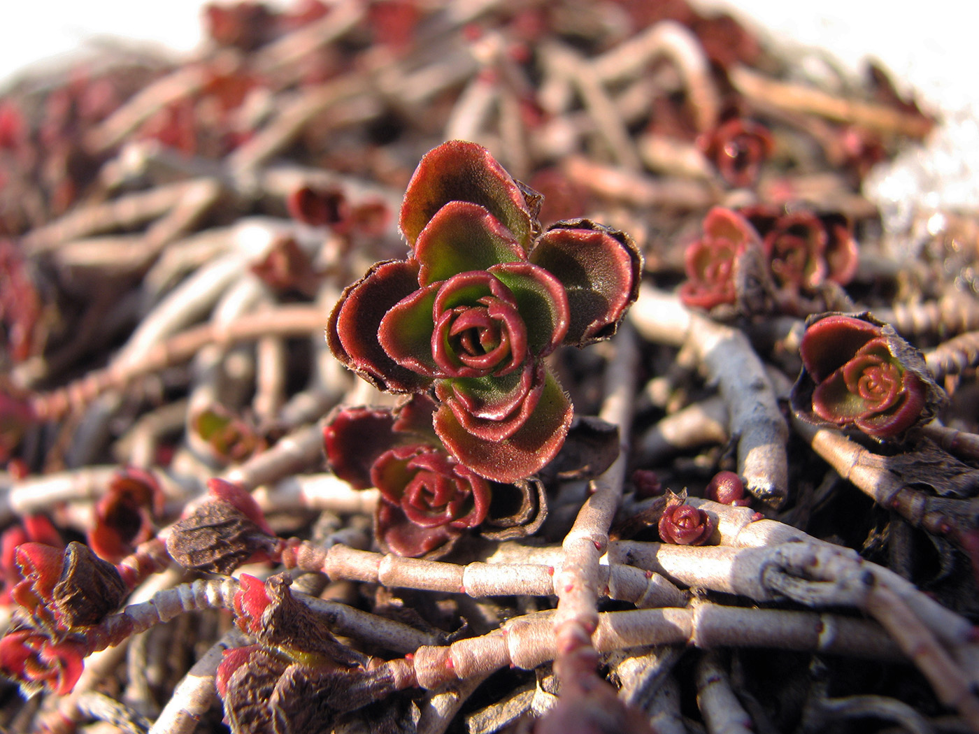 Image of Sedum spurium specimen.