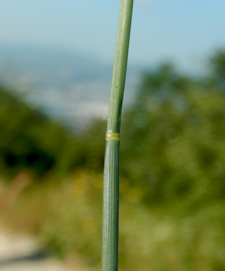 Image of Poa compressa specimen.