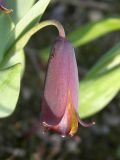 Fritillaria armena