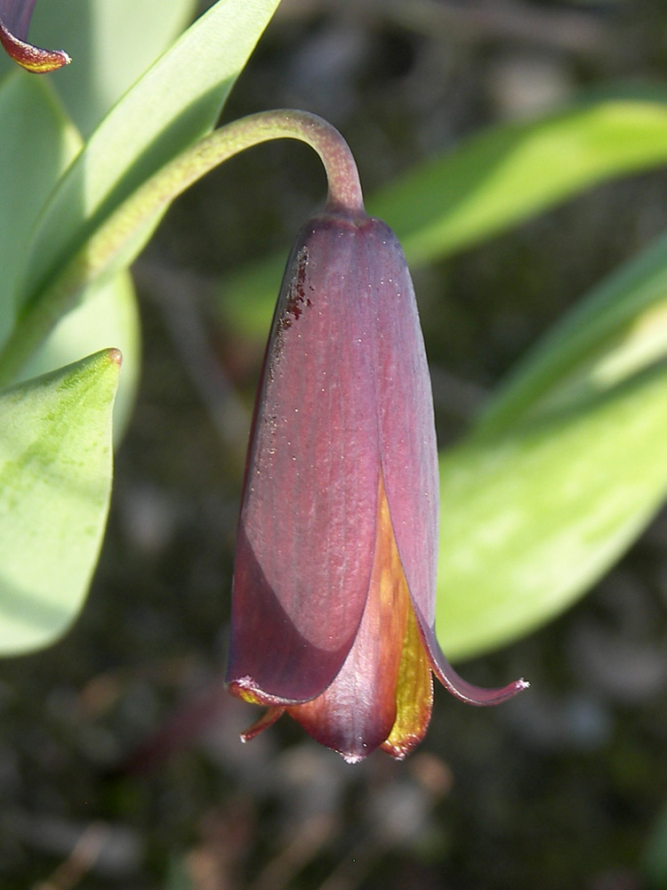 Image of Fritillaria armena specimen.