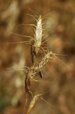 Bromus danthoniae. Соплодия. Узбекистан, г. Ташкент, пос. Улугбек, санитарно-защитная зона. 05.07.2015.