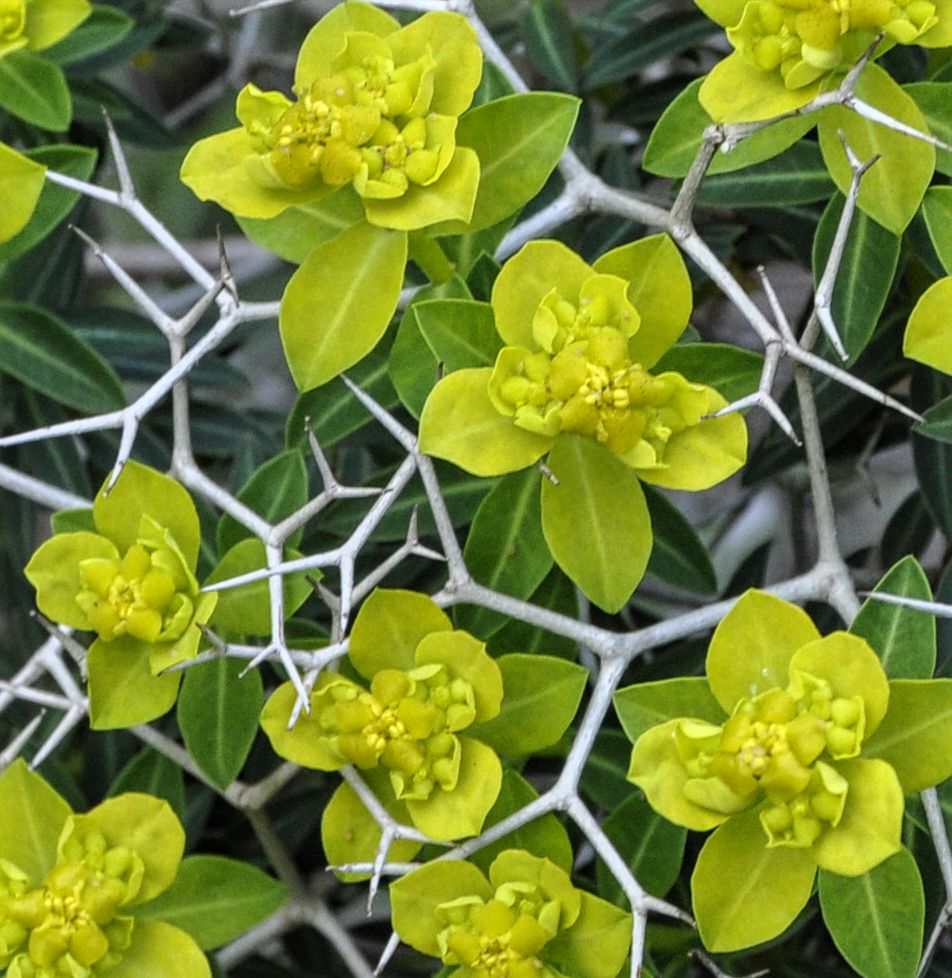 Изображение особи Euphorbia acanthothamnos.