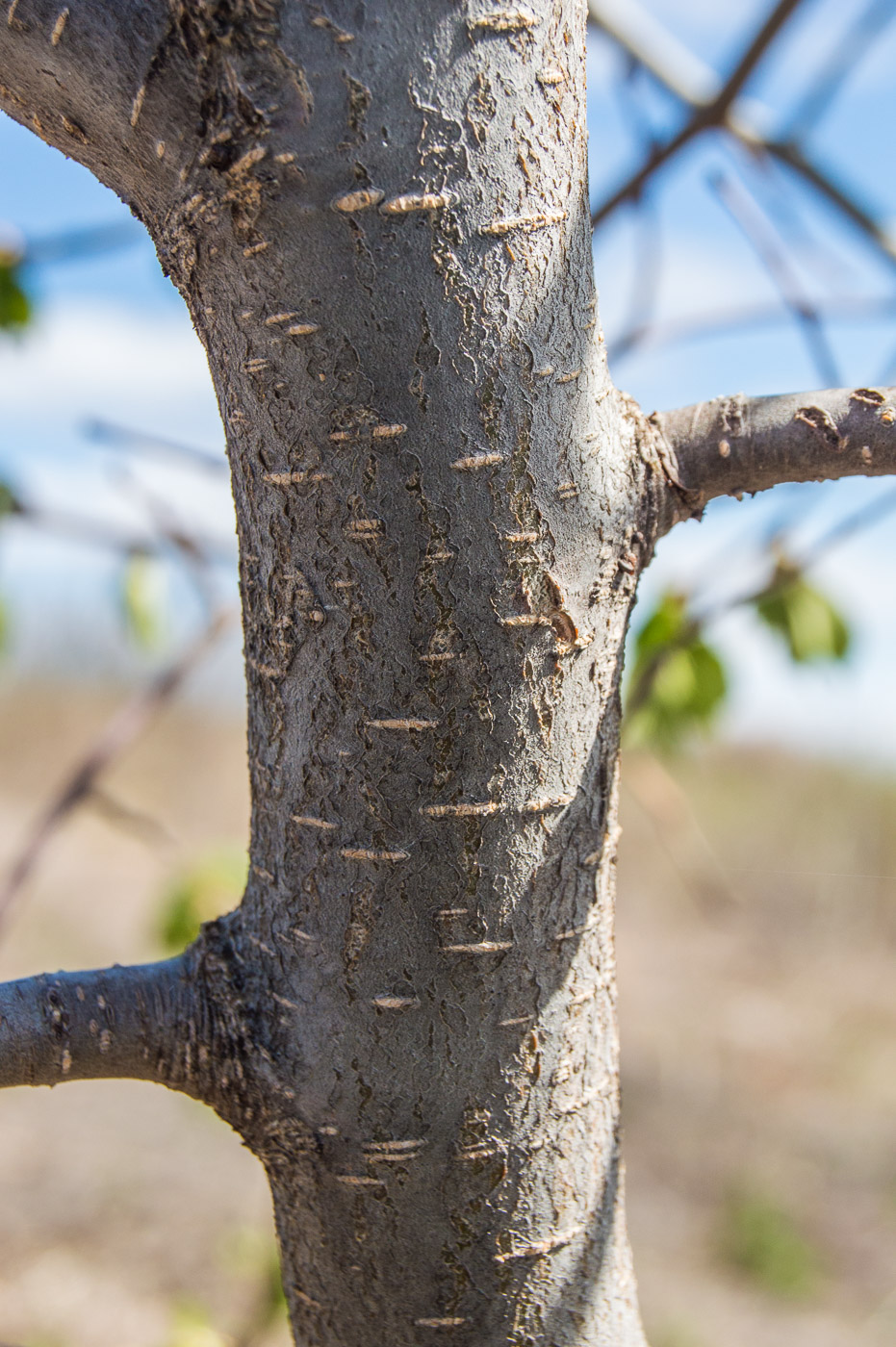 Image of Ulmus glabra specimen.