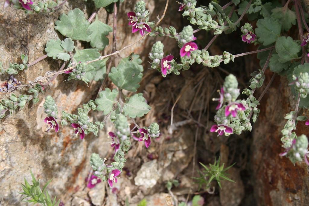 Image of Veronica microcarpa specimen.