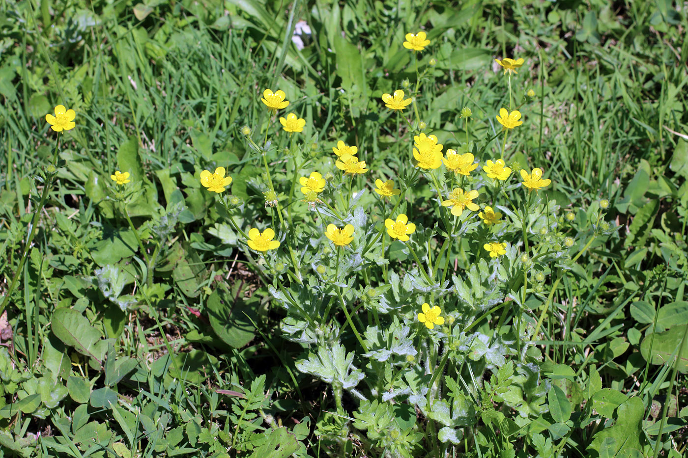 Image of Ranunculus sardous specimen.