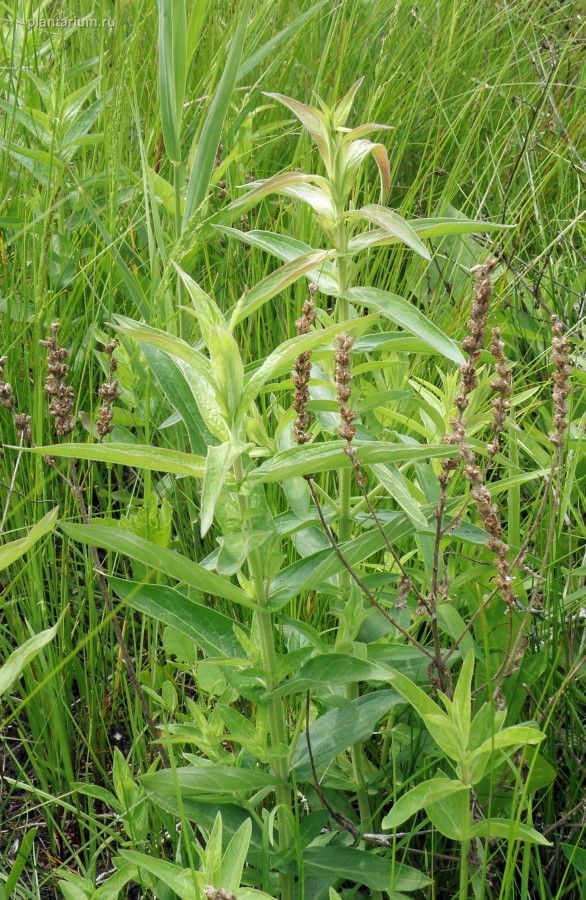 Изображение особи Lythrum salicaria.