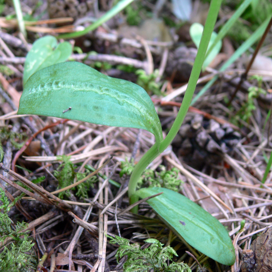 Image of Dactylorhiza viridis specimen.