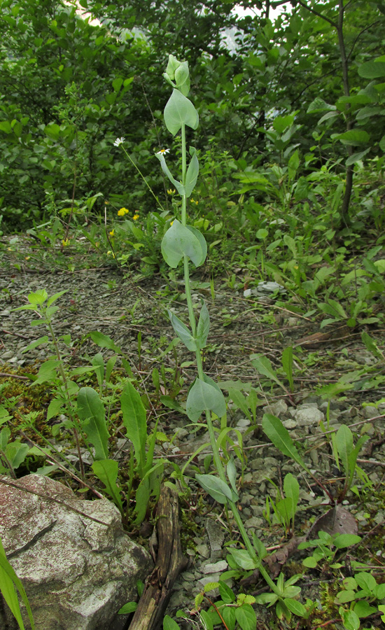 Image of Blackstonia perfoliata specimen.